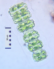 Desmidium grevillei