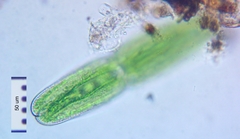 Tetmemorus brebissonii