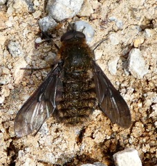 Conophorus