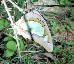 Polyura agraria