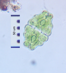 Euastrum sinuosum