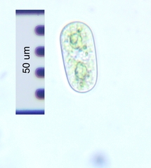 Cylindrocystis