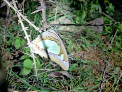 Polyura agraria