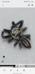 Messua limbata
