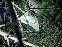 Polyura agraria
