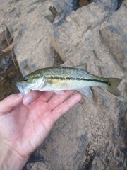 Micropterus henshalli