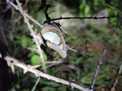 Polyura agraria