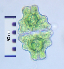 Euastrum sinuosum