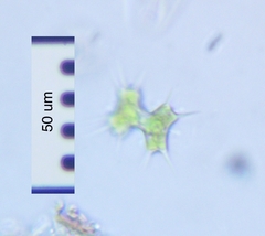 Xanthidium octocorne