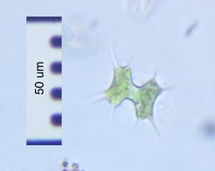 Xanthidium octocorne