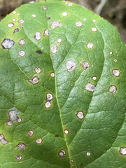 Mycosphaerella chimaphilae