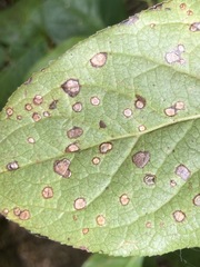 Mycosphaerella chimaphilae