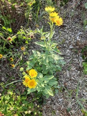 Verbesina encelioides