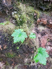 Heuchera glabra