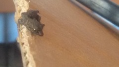 Sphaerodactylidae