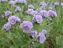 Phacelia ciliata