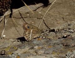 Pampasatyrus gyrtone