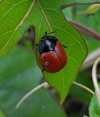 Chelymorpha cribraria