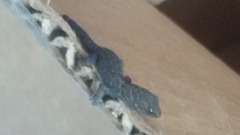 Sphaerodactylidae