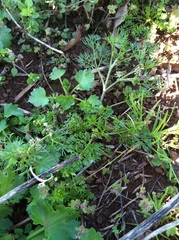 Ammoselinum butleri