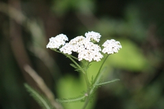Achillea millefolium