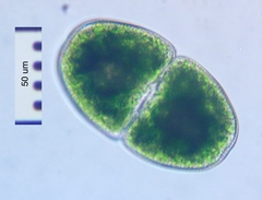 Cosmarium pyramidatum