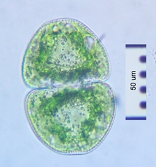 Cosmarium transitorium