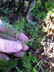 Ammoselinum butleri
