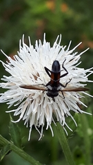 Cylindromyia bicolor