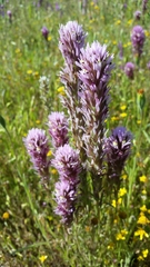 Castilleja densiflora densiflora
