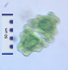Euastrum sinuosum