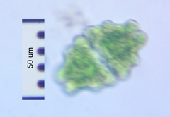 Euastrum sinuosum