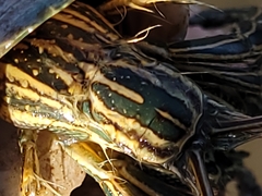 Clibanarius taeniatus