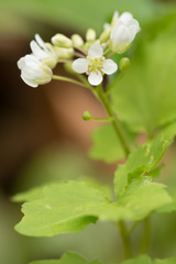 Cardamine flagellifera