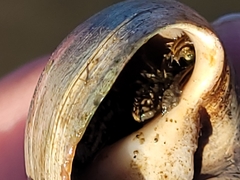 Clibanarius taeniatus