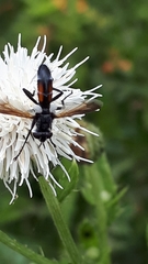 Cylindromyia bicolor