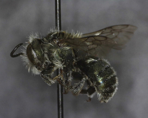iNaturalist observation photo of Osmia nemoris