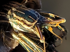 Clibanarius taeniatus