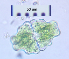 Euastrum sinuosum