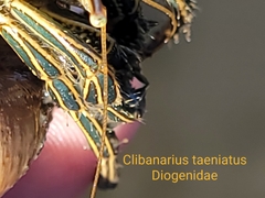 Clibanarius taeniatus