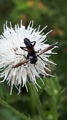 Cylindromyia bicolor