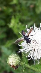 Cylindromyia bicolor