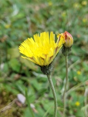 Pilosella officinarum