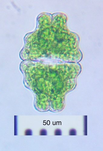 Euastrum sinuosum