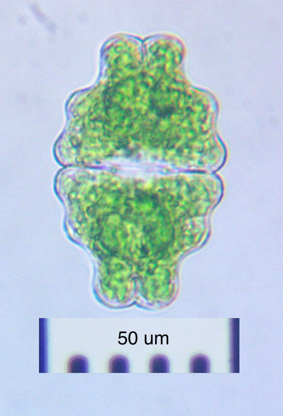 Euastrum sinuosum