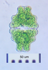 Euastrum sinuosum