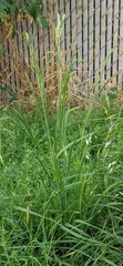 Bromus