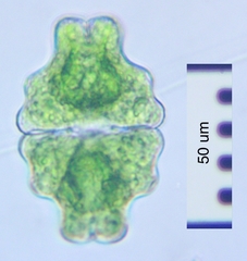 Euastrum sinuosum