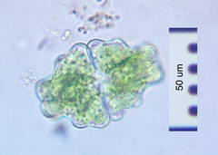 Euastrum sinuosum