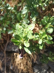 Dunalia brachyacantha